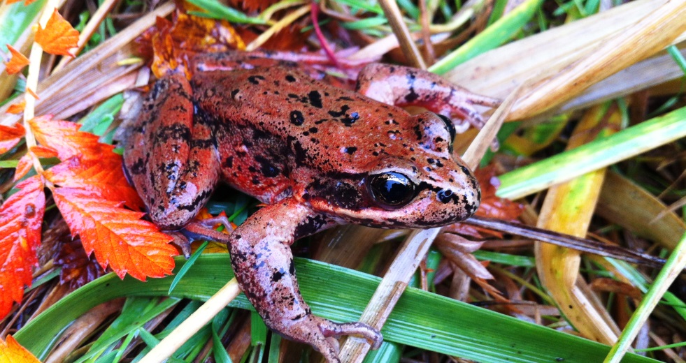 Vashon Nature Center - RL Frog