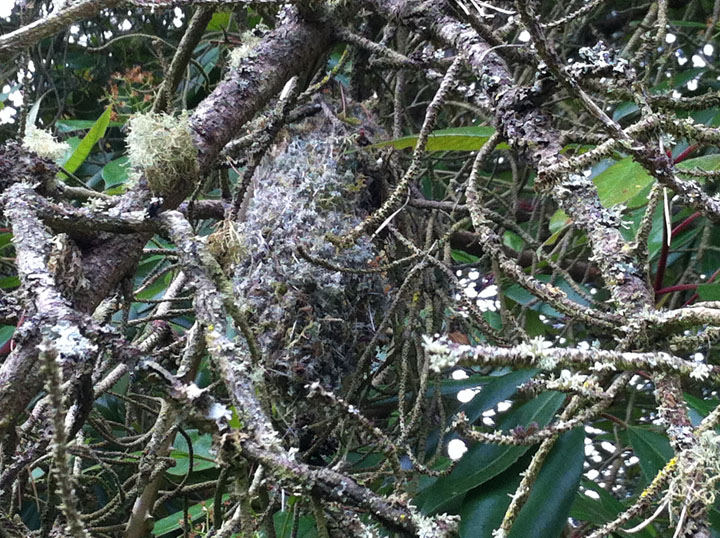 Vashon Nature Center - Bushtit Nest
