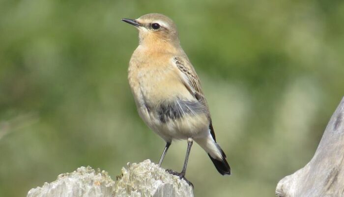 Northern Wheatear, bioluminescent fungi, JKL Pods visit Vashon