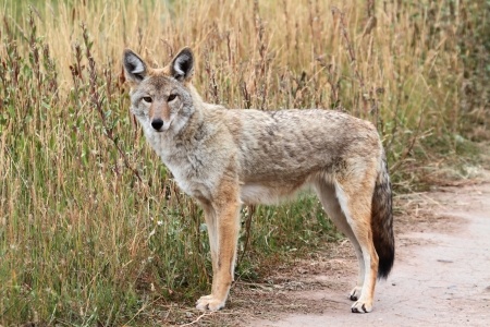 coyote coiote occidental ocidental coyotes latrans canis occidentale hewan foxes bedford mcgowan vashon 123rf byland trapping canstockphoto kill cougars