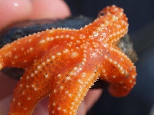 A baby ochre sea star found in the 2012 VNC Bioblitz at Neill Point. Younger stars tend to fend off the disease slightly better than older ones. photo credit: Nathan Enzian