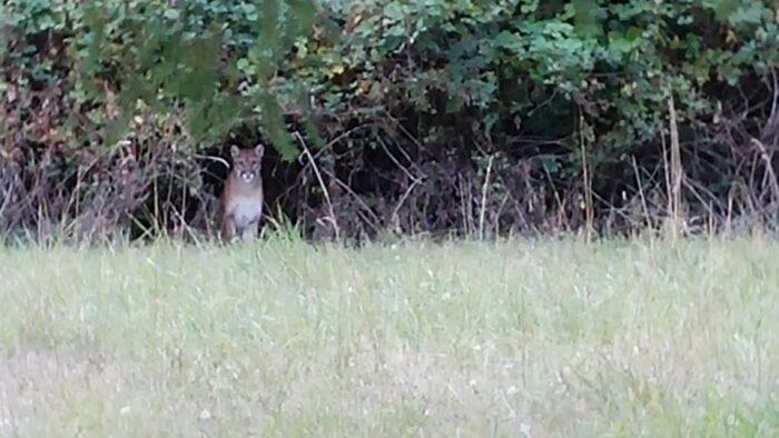 Why? A wildlife management perspective on Vashon’s late cougar