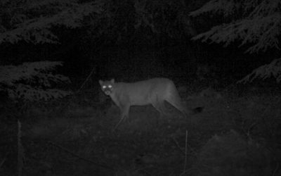 Myth Busters: A mountain lion fact-finding mission