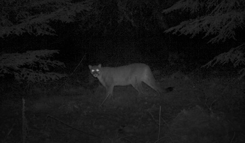 Myth Busters: A mountain lion fact-finding mission