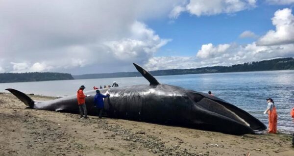 Fin whale on Vashon