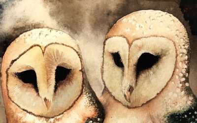 Barney and Blanche: a tale of barn owls nesting