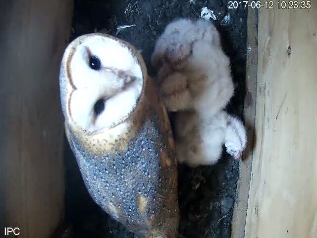 Nature at Home 2: Owlcam