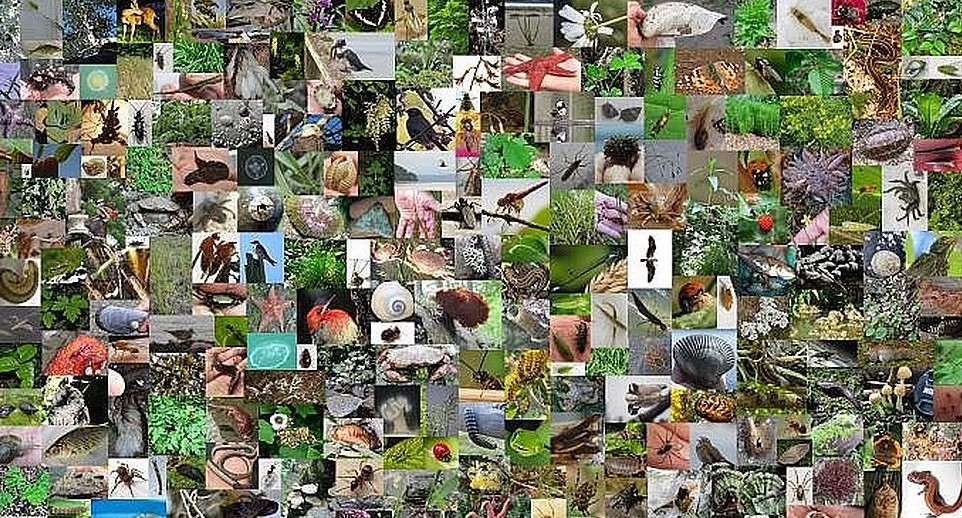 BioBlitz_species_collage_cut - Vashon Nature Center