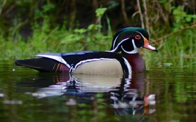 Birdwatching Expert Shares Favorite Island Hot Spots