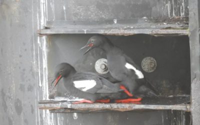 Community Science Snapshot: Plucky Seabird is Canary for Health of Puget Sound