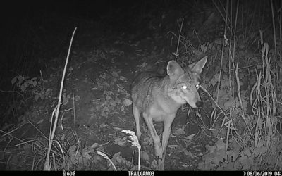 Howling Survey Part of Multi-Tiered Coyote Research Project