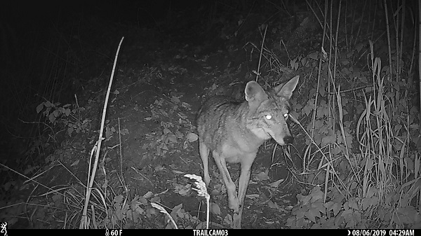 coyote sounds at night