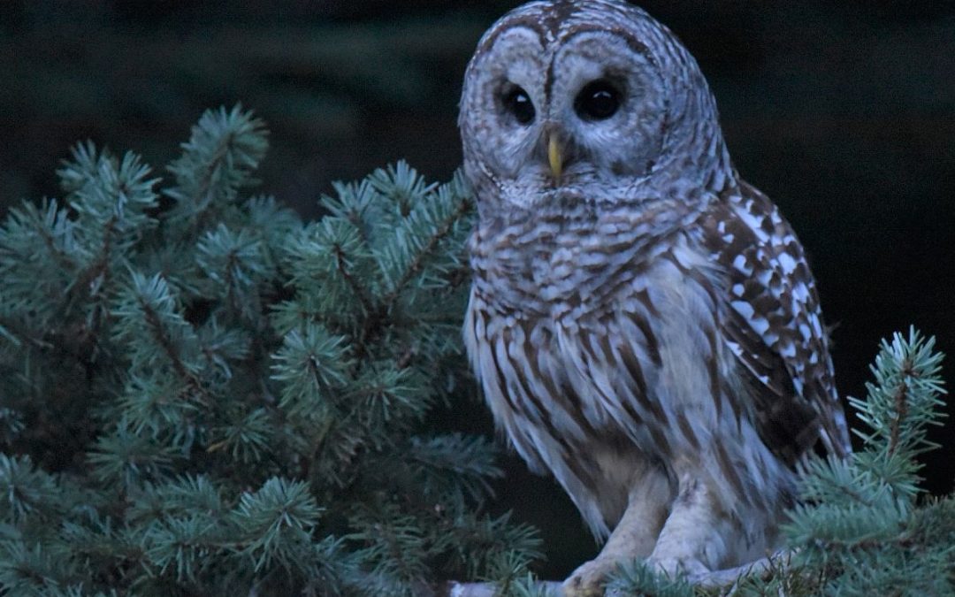 WildCam Network