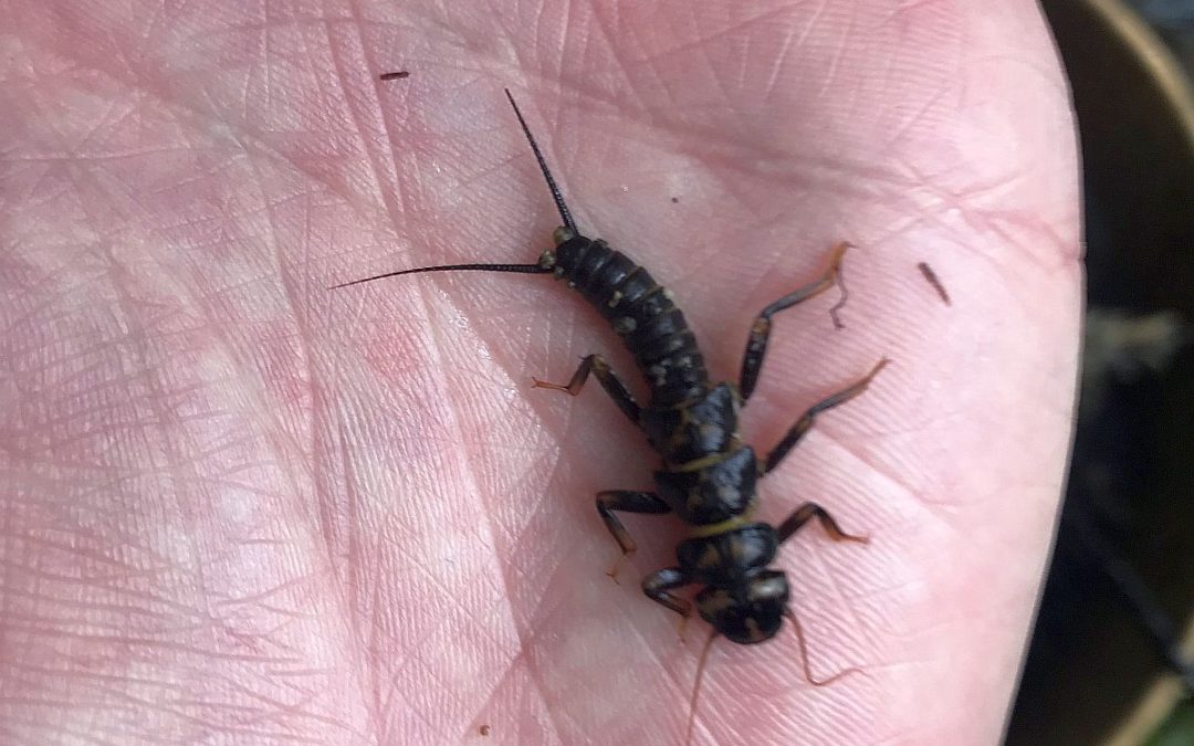 Stream Invertebrates