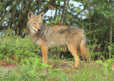 Coyote Howling Survey