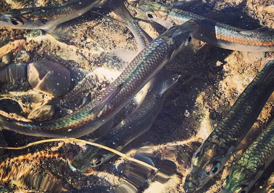 Forage Fish
