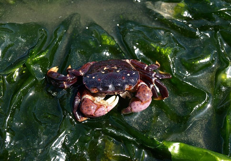 The Crab Conundrum: A Backyard Discovery Deepens Nature Appreciation
