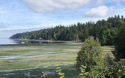 County Launches Vashon’s Second Healthy Beach Project