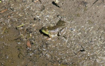 Bullfrogs R Us: Humans and Ecological Incongruities