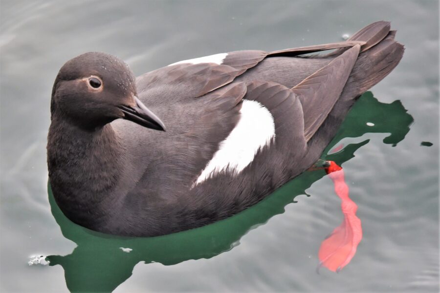 Pigeon Guillemot