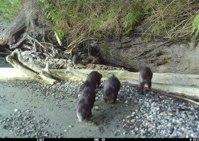 Wild Cam capture - River Otter at the beach