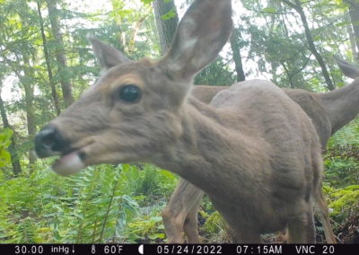 Wild Cam capture - deer