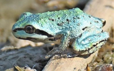 My Quest for a Blue Frog
