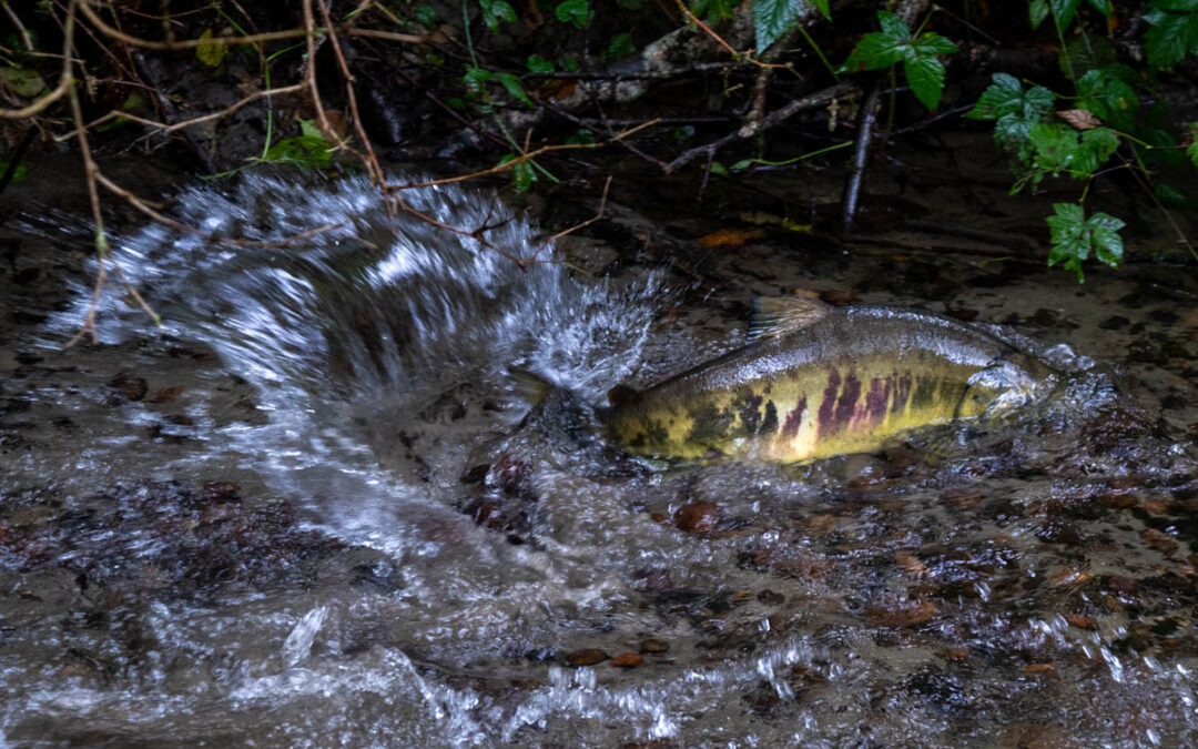 Chum Salmon Shinglemill Creek Credit Brendan McGarry