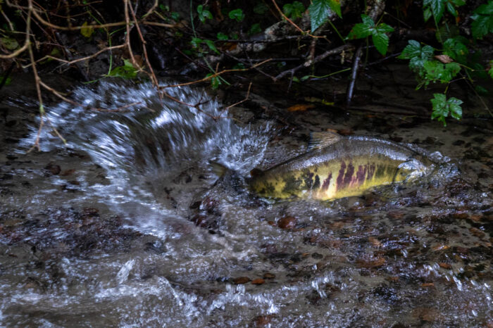 Chum Salmon Shinglemill Creek Credit Brendan McGarry