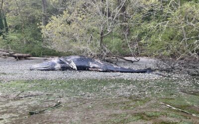 Island Biodiversity : A Whale’s Tale