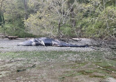 Gray Whale