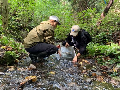 Stream Invertebrate Surveys