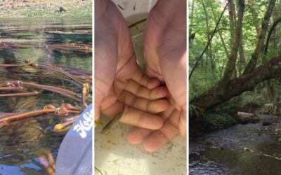 Vashon Nature Center’s magic