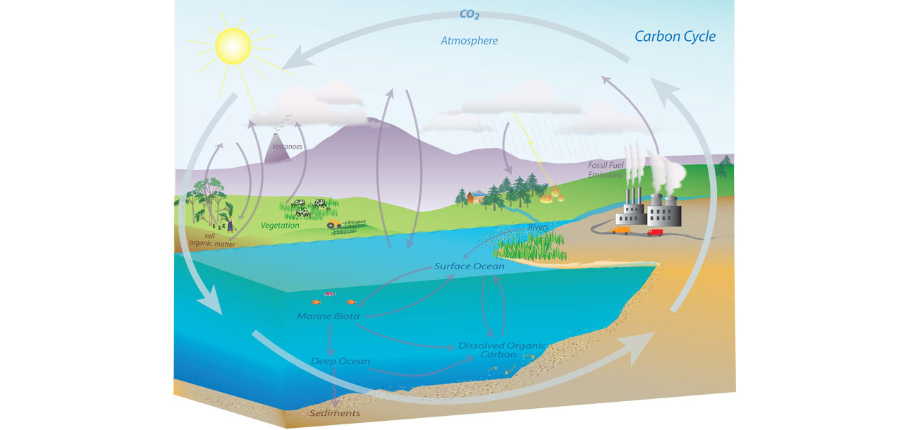 Carbon cycle image. Source: NOAA